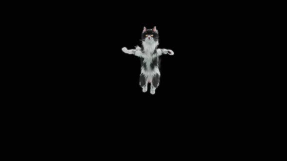 Cat Jumping HD
