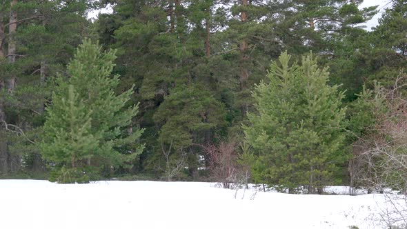 Snowy Floor of Natural Forest