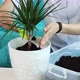 Young Woman Transplants Domestic Flower Into New Pot at Home - VideoHive Item for Sale