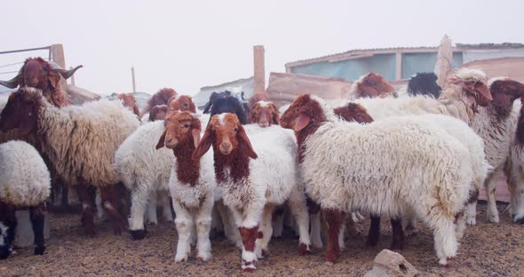 sheep staring at the camera in confusion with a background of many other sheep behind them