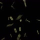 Money Falling - VideoHive Item for Sale