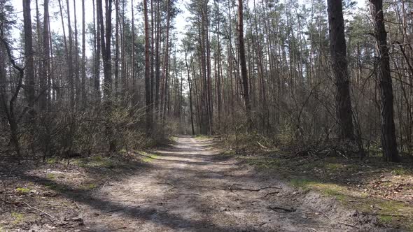 Aerial View of the Road Inside the Forest