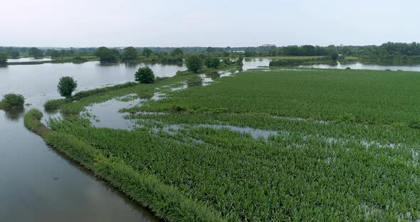 Aerial view of corn field along river Maas, The Netherlands.