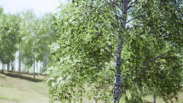 Birch Forest Panorama in Summer