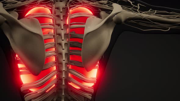 Human Lungs Radiology Exam alt