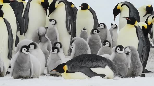 Emperor Penguins with Chicks in Antarctica