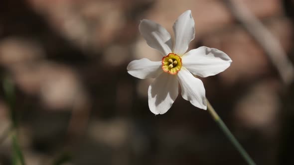 Narcissus poeticus flower in the garden   slow-mo  shallow DOF 1920X1080 HD footage -  Slow motion e