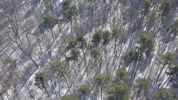 Winter scene in the evergreen woods by early morning 4K drone video