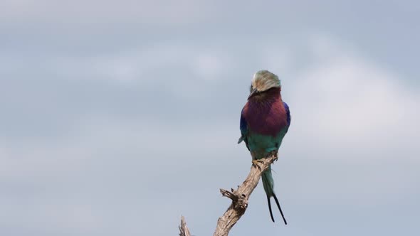 Colorful beautiful bird, Lilac Breasted Roller sits on blue sky branch