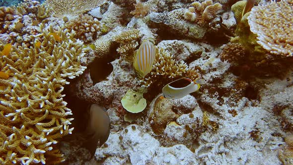 Angel Fish Playing Between Amazing Alive Coral Reef