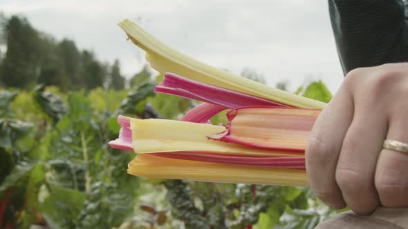 SUPER SLOMO, rainbow chard stalks being chopped off with a knife in the field