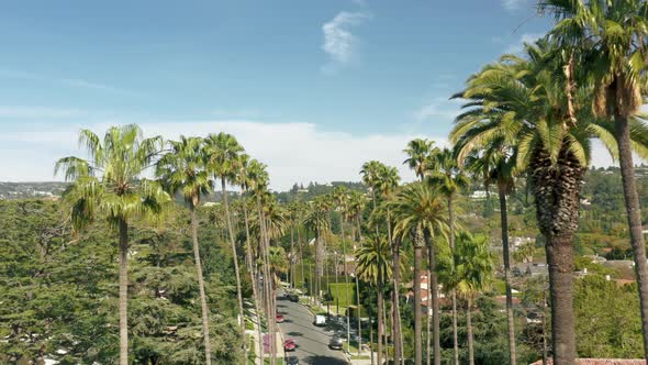 Drone Flying Over Iconic Los Angeles Palm Tree Lined Street in Beverly Hills