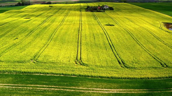 Flying above yellow and green rape fields in spring, Poland