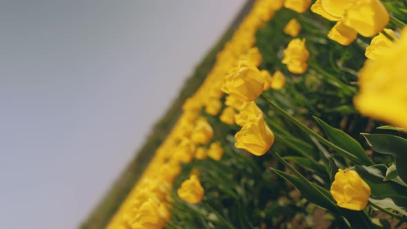 Many Yellow Tulips on the Field