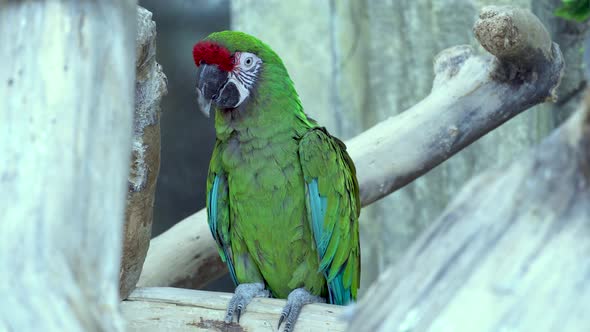 Green Macaw Ara Parrot with a Huge Beak Sit on Branch and Looks at the Camera Closeup