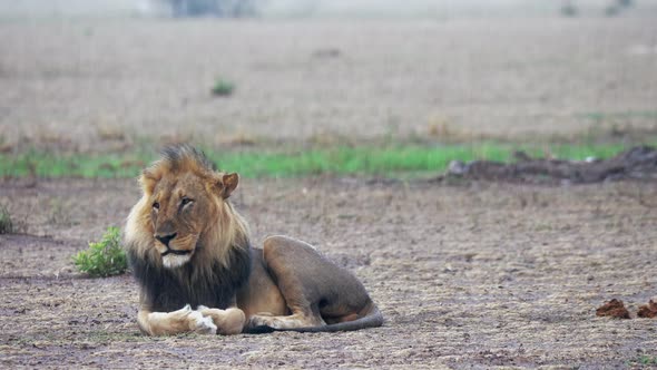 A Lone Black-Maned Lion Lying On The Field In Nxai Pan, Botswana Under The Rain With Blurry Backgrou