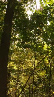 Vertical Video Autumn Forest with Trees By Day Slow Motion