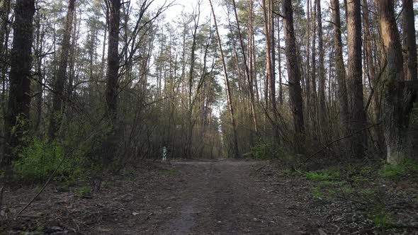 Road in the Forest During the Day Slow Motion