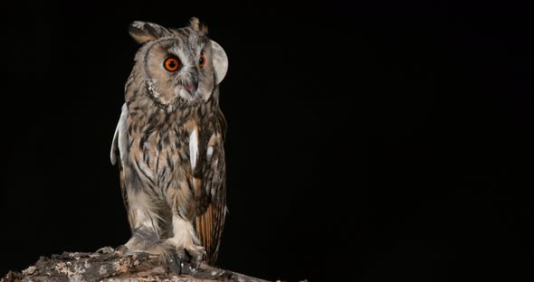 Long Eared Owl, asio otus, Adult, Normandy in France, Time Lapse of Moon, 4K