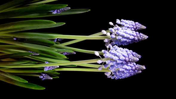 Purple Grape Hyacinth Muscari Flowers Blooming in Time Lapse.  Tender Flowers Open Blossoms