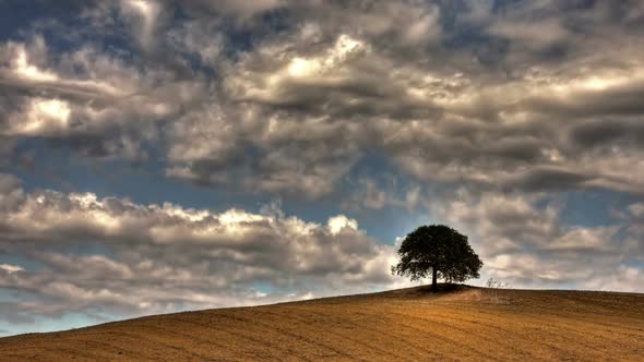 Solitary tree HDR timelapse