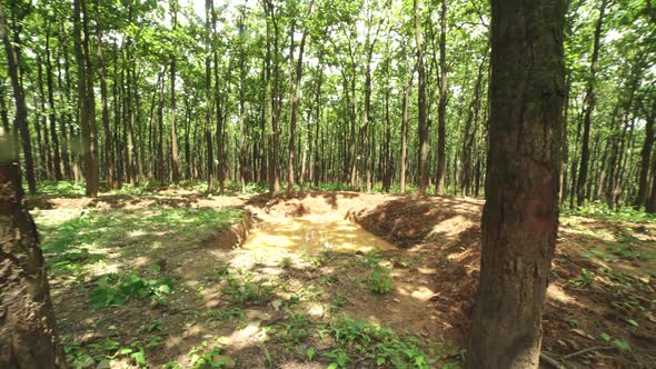 Forests The Best Place to Harvest The Water