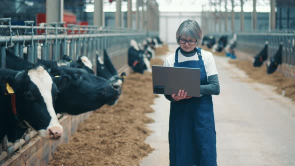 Female Expert with a Laptop in the Cow Farm