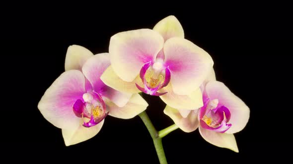 Blooming Yellow - Pink Orchid Phalaenopsis Flower