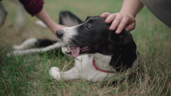 Dog Lying on Green Grass in Park or Forest with Male and Female Hands Caressing Domestic Animal