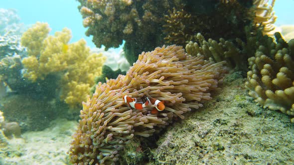 Sea Anemone and Clown Fish