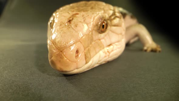 Blue-tongued Lizard Showing His Blue Tongue at Black Background