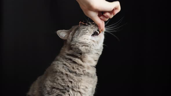 The cat in glasses eats, breed Scottish straight