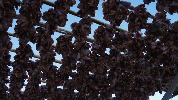 Drying Stockfish Cod 2