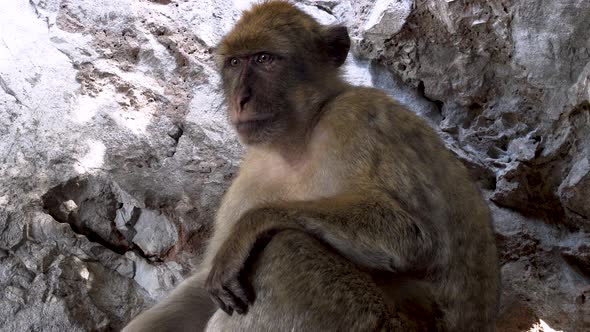 Old barbary macaque alpha male sitting in rocky cave, Gibraltar.