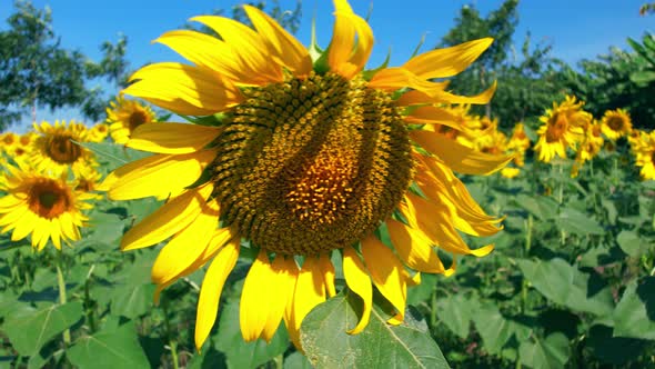 4K beautiful sunflowers in the blue sky. Summer landscape with big yellow farm