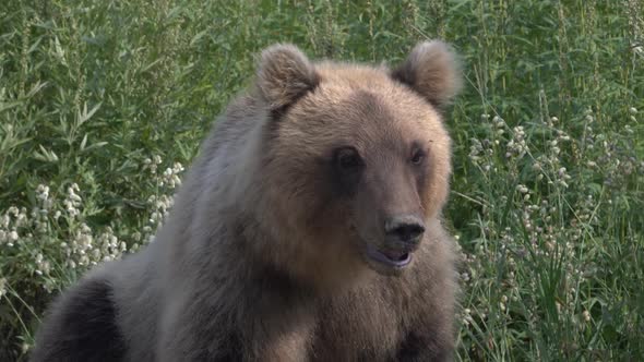 Portrait Hungry Kamchatka Brown Bear