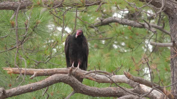 Turkey Vulture Perched on Branch Looking Around