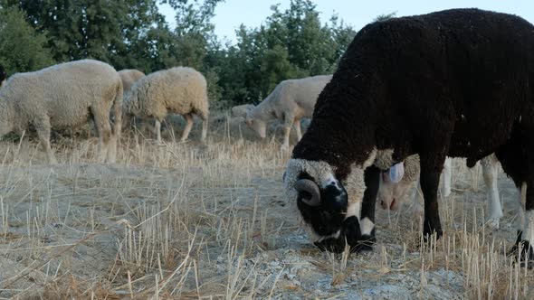 Sheep Grazing Pasture