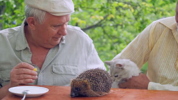 Senior Citizen Talks To Hedgehog on Wooden Table and Feeds