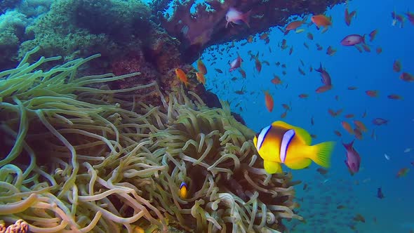 Colorful Scenery Clownfish