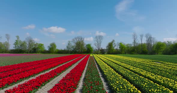 Rows of Yellow, red and Pink Tulips in Flevoland The Netherlands with wind turbines spinning.