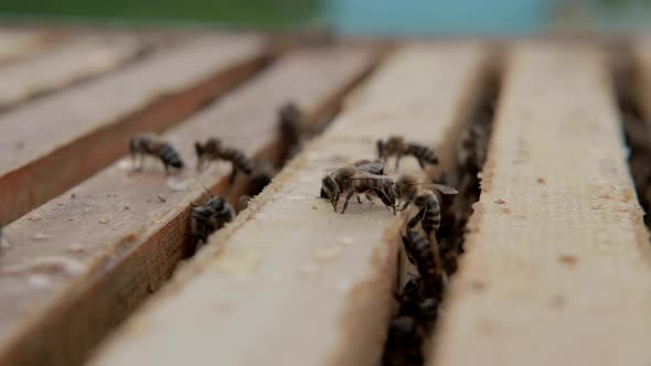 Bees Crawl Out of a Wooden Hive After Fumigation, Close up