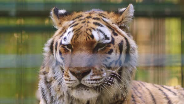 Siberian Tiger Portrait Wild Cat