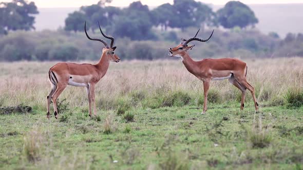 Two Playful Young Impala Sparring Together