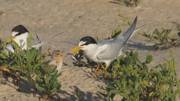 high frame rate side view of a little tern chick being fed a small fish