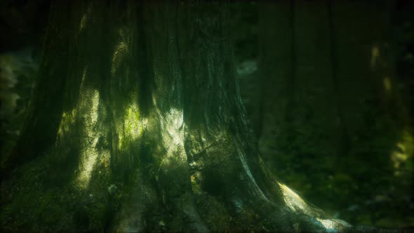 Tree Roots and Sunshine in a Green Forest