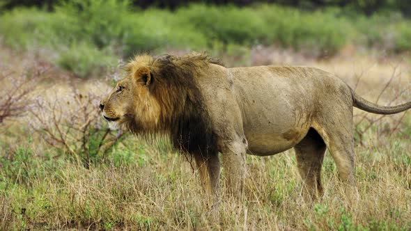 Male black-maned kalahari lion roars in Central Kalahari, Africa