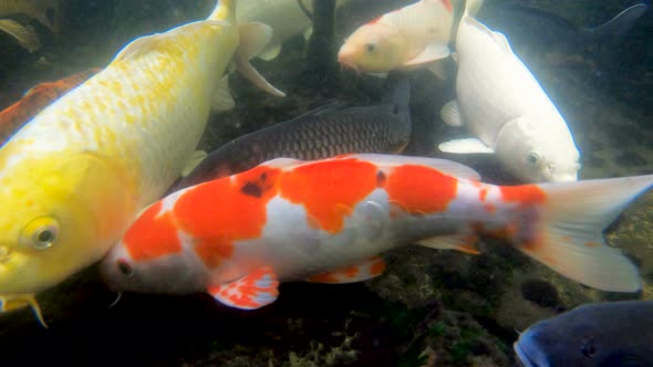 Koi Carp Fish in a Pond