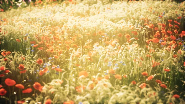 Wild Field Flowers at Summer Sunset