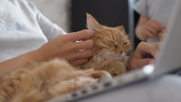 Woman in Grey Home Clothes Remote Works with Laptop and Cute Ginger Cat on Her Knees. Coronavirus